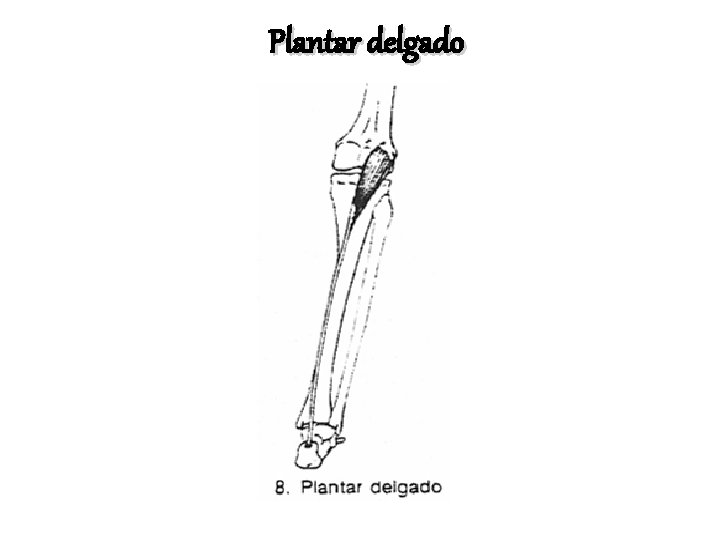 Plantar delgado 