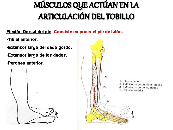 MÚSCULOS QUE ACTÚAN EN LA ARTICULACIÓN DEL TOBILLO Flexión Dorsal del pie: Consiste en