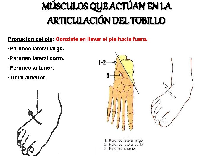 MÚSCULOS QUE ACTÚAN EN LA ARTICULACIÓN DEL TOBILLO Pronación del pie: Consiste en llevar