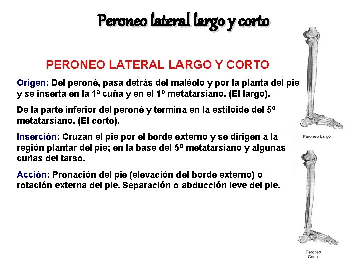 Peroneo lateral largo y corto PERONEO LATERAL LARGO Y CORTO Origen: Del peroné, pasa