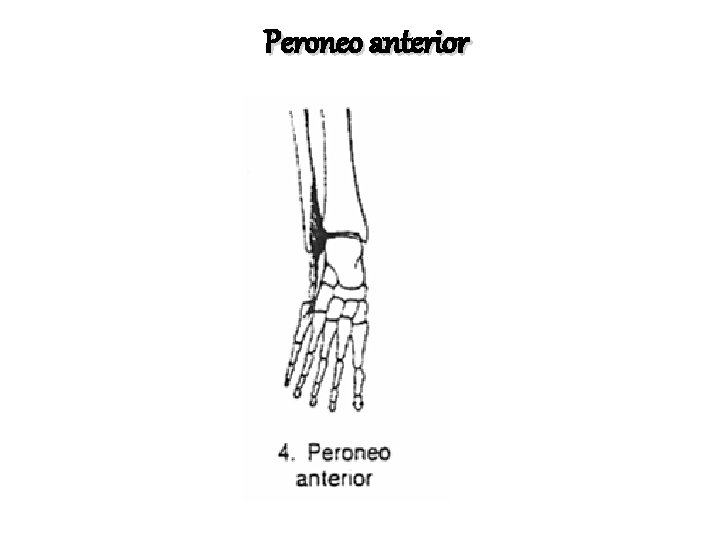 Peroneo anterior 