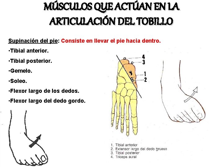 MÚSCULOS QUE ACTÚAN EN LA ARTICULACIÓN DEL TOBILLO Supinación del pie: Consiste en llevar