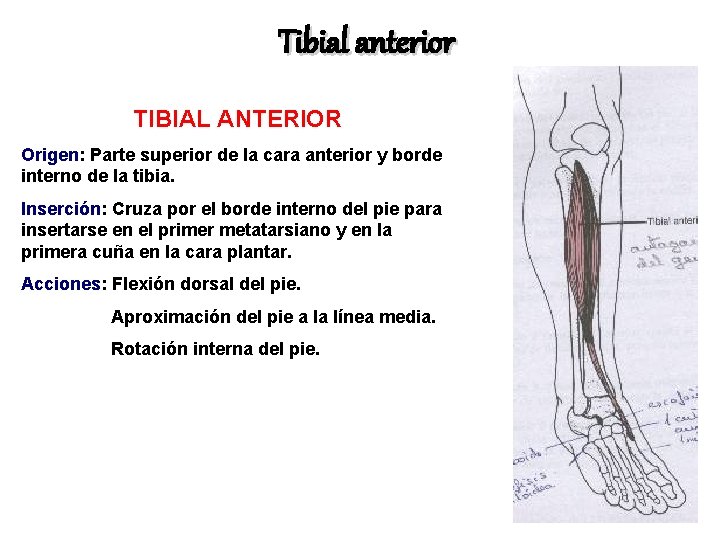 Tibial anterior TIBIAL ANTERIOR Origen: Parte superior de la cara anterior y borde interno