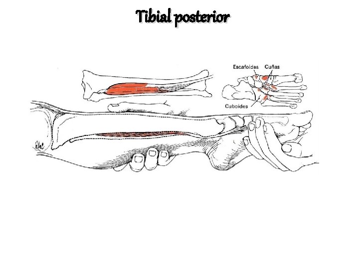 Tibial posterior 