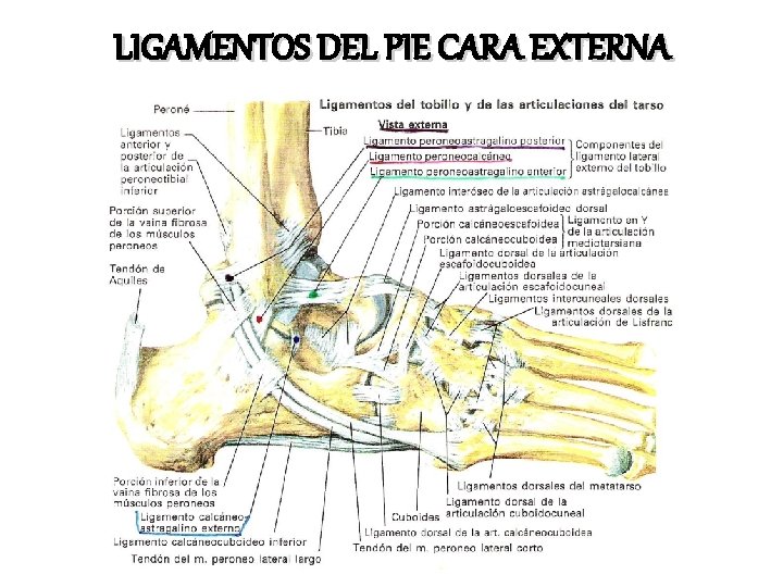 LIGAMENTOS DEL PIE CARA EXTERNA Ref. Pág. 8 a 