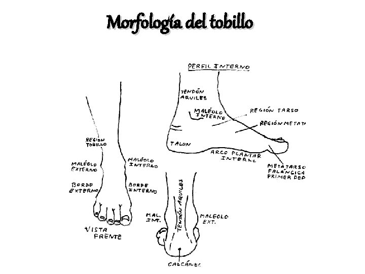 Morfología del tobillo 