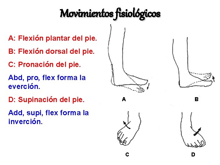 Movimientos fisiológicos A: Flexión plantar del pie. B: Flexión dorsal del pie. C: Pronación