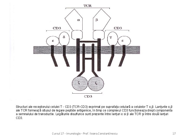 Structuri ale receptorului celulei T - CD 3 (TCR-CD 3) exprimat pe suprafața celulară