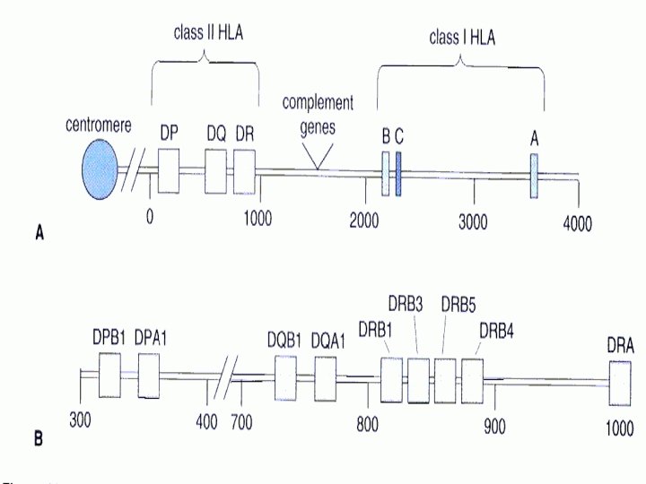 Course 15 - Immunology - Prof. Dr. Ileana Constantinescu 20 