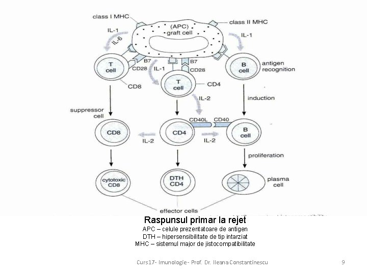 Raspunsul primar la rejet APC – celule prezentatoare de antigen DTH – hipersensibilitate de