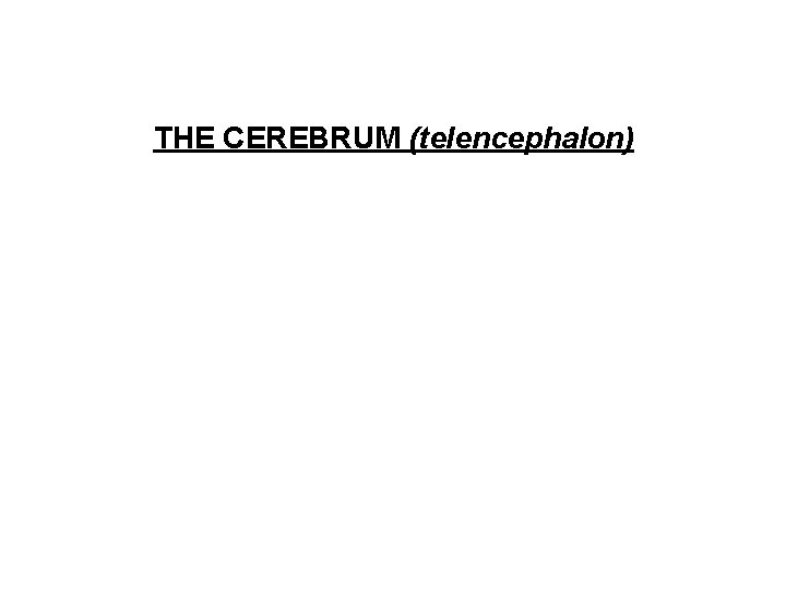 THE CEREBRUM (telencephalon) 