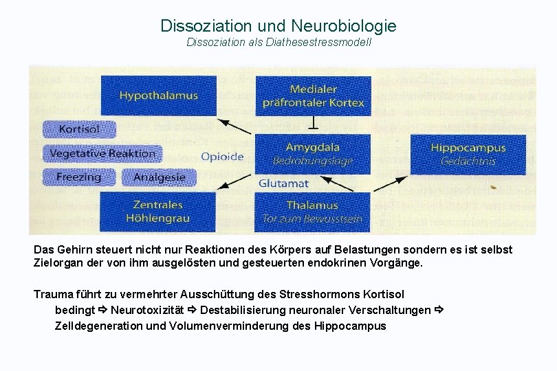 Dissoziation und Neurobiologie Dissoziation als Diathesestressmodell Das Gehirn steuert nicht nur Reaktionen des Körpers