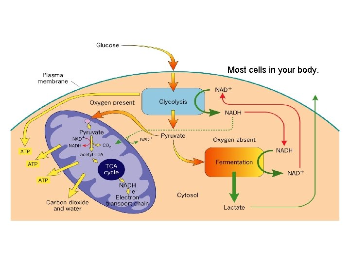 Most cells in your body. 