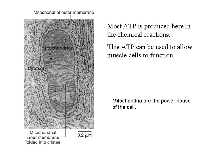 Most ATP is produced here in the chemical reactions. This ATP can be used