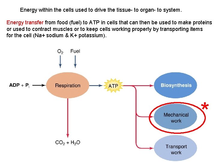 Energy within the cells used to drive the tissue- to organ- to system. Energy