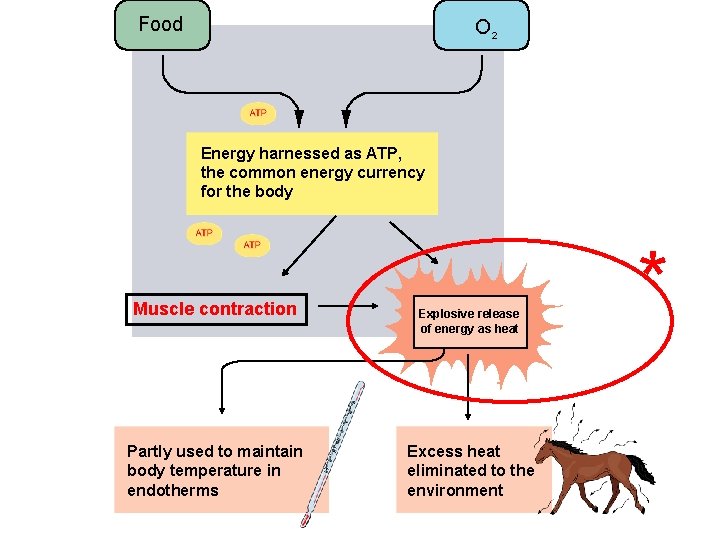 Food O 2 Energy harnessed as ATP, the common energy currency for the body