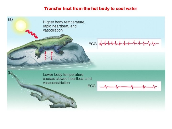 Transfer heat from the hot body to cool water 