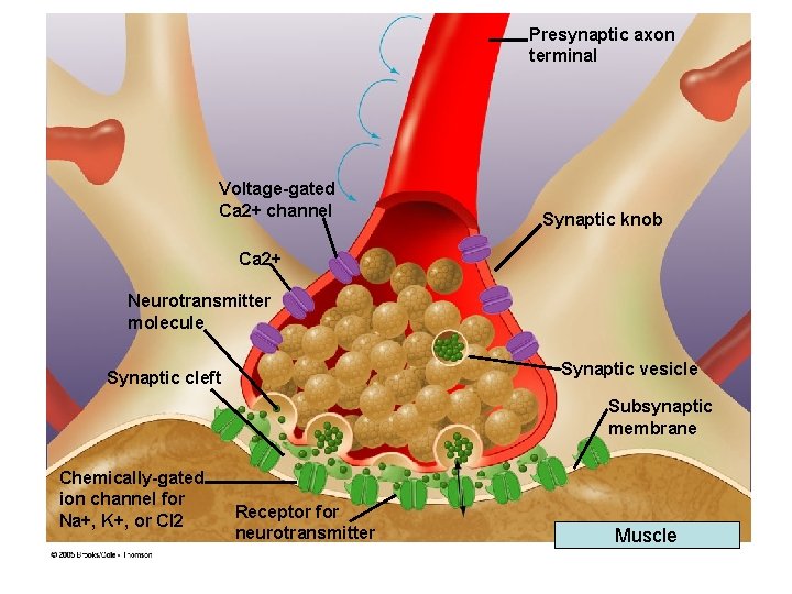 Presynaptic axon terminal Voltage-gated Ca 2+ channel Synaptic knob Ca 2+ Neurotransmitter molecule Synaptic