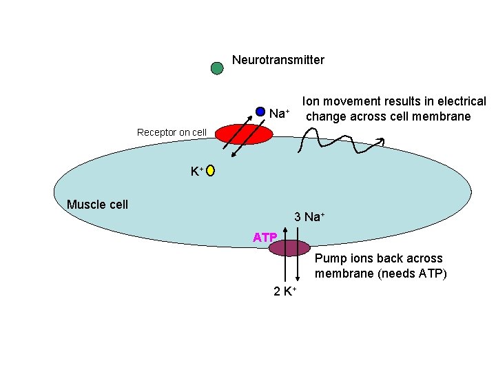 Neurotransmitter Ion movement results in electrical change across cell membrane Na+ Receptor on cell