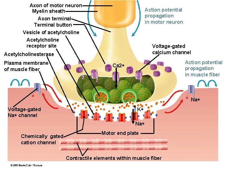 Axon of motor neuron Myelin sheath Axon terminal Terminal button Vesicle of acetylcholine Acetylcholine