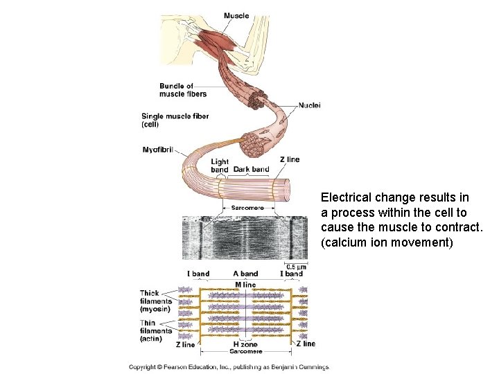 Electrical change results in a process within the cell to cause the muscle to