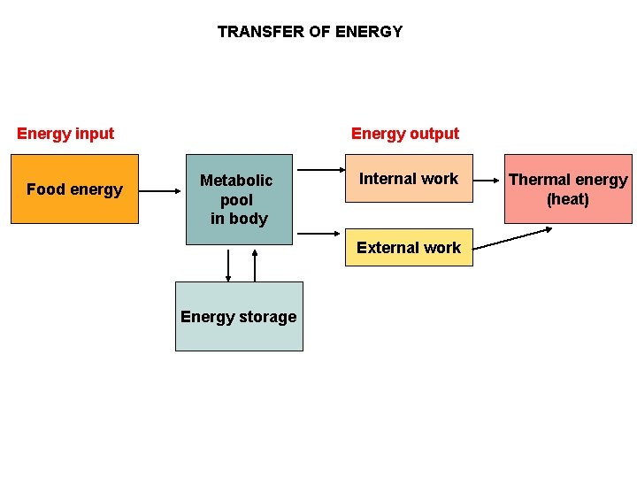 TRANSFER OF ENERGY Energy input Food energy Energy output Metabolic pool in body Internal