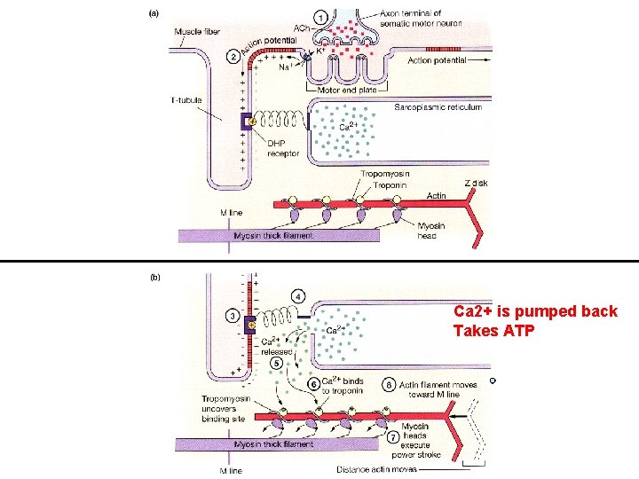 Ca 2+ is pumped back Takes ATP 
