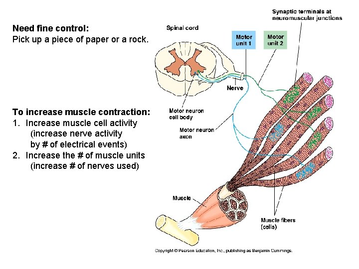 Need fine control: Pick up a piece of paper or a rock. To increase