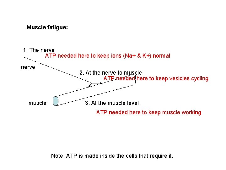 Muscle fatigue: 1. The nerve ATP needed here to keep ions (Na+ & K+)