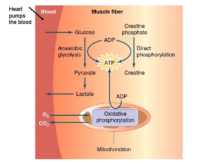 Heart pumps the blood 