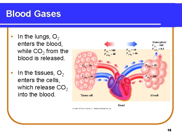 Blood Gases • In the lungs, O 2 enters the blood, while CO 2
