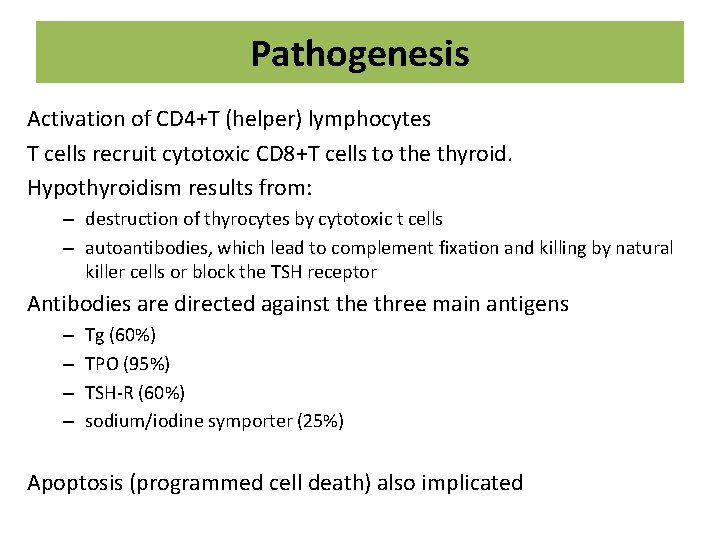 Pathogenesis Activation of CD 4+T (helper) lymphocytes T cells recruit cytotoxic CD 8+T cells