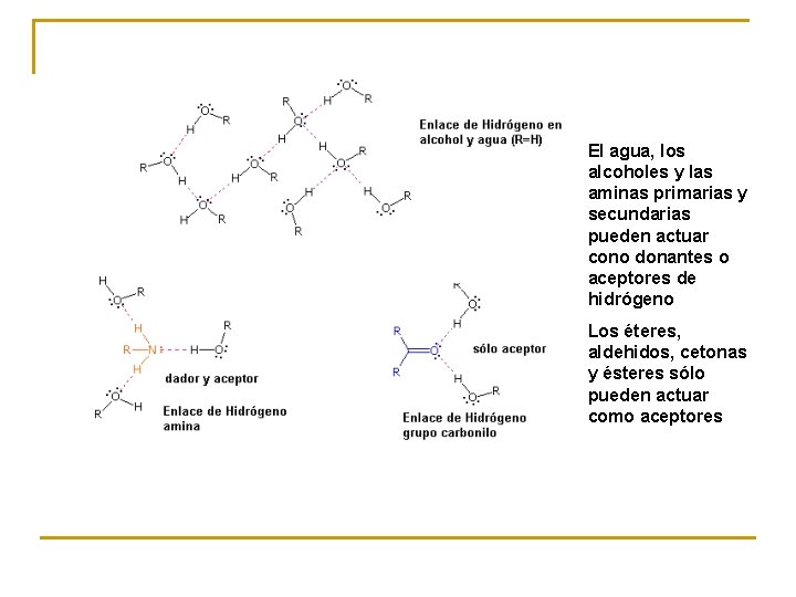 El agua, los alcoholes y las aminas primarias y secundarias pueden actuar cono donantes