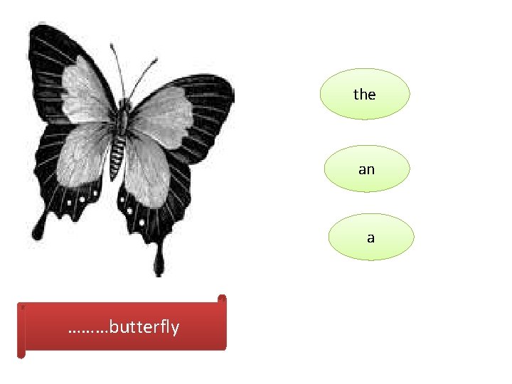the an a ………butterfly 