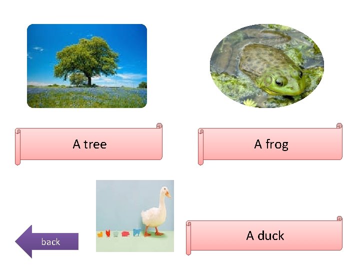 A tree back A frog A duck 