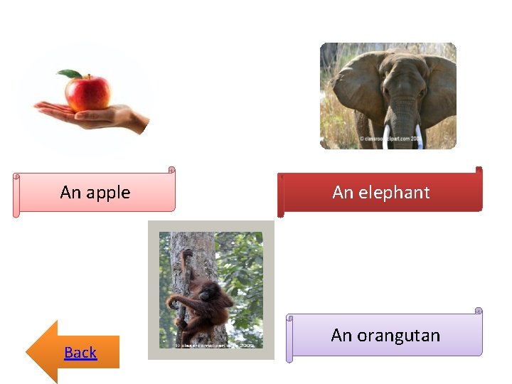 An apple Back An elephant An orangutan 