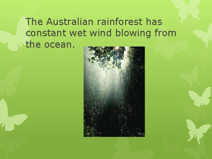 The Australian rainforest has constant wet wind blowing from the ocean. 