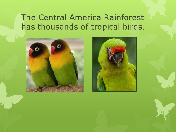 The Central America Rainforest has thousands of tropical birds. 
