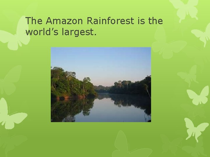 The Amazon Rainforest is the world’s largest. 