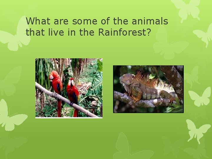 What are some of the animals that live in the Rainforest? 