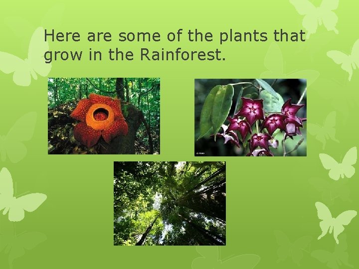 Here are some of the plants that grow in the Rainforest. 