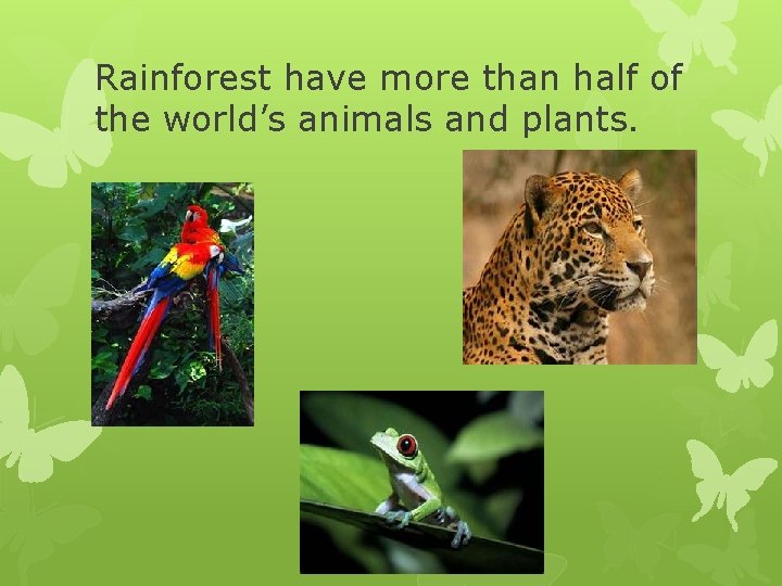 Rainforest have more than half of the world’s animals and plants. 