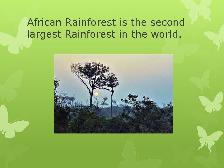 African Rainforest is the second largest Rainforest in the world. 