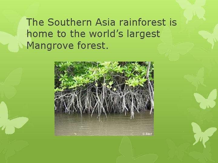 The Southern Asia rainforest is home to the world’s largest Mangrove forest. 