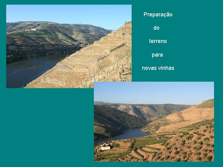 Preparação do terreno para novas vinhas Preparação do terreno para novas vinhas