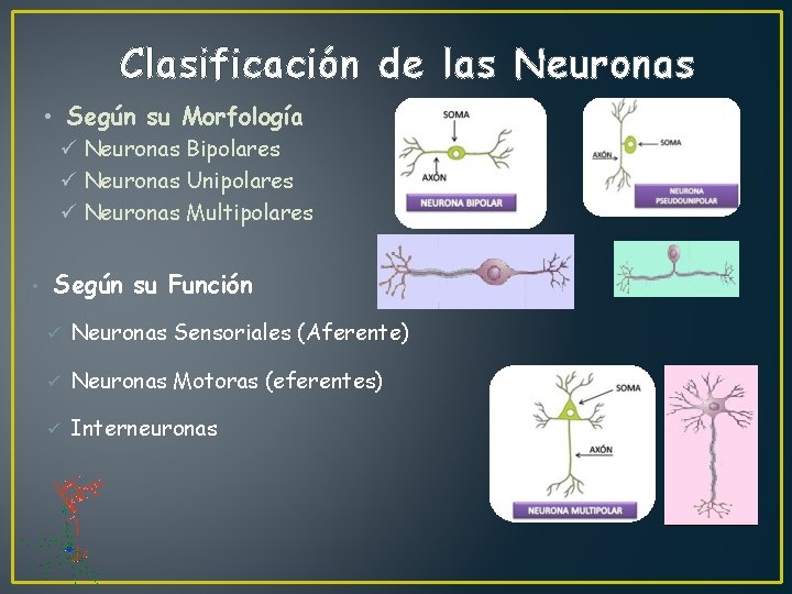 Clasificación de las Neuronas • Según su Morfología ü Neuronas Bipolares ü Neuronas Unipolares
