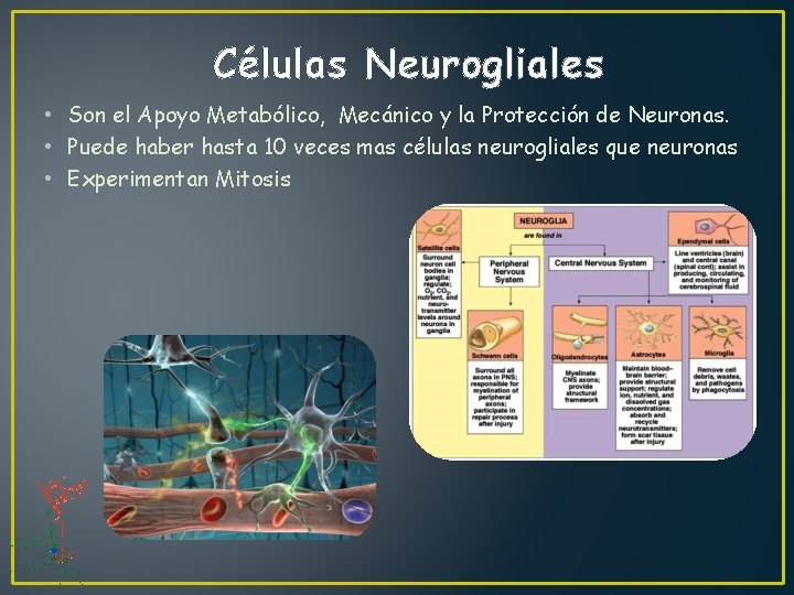 Células Neurogliales • Son el Apoyo Metabólico, Mecánico y la Protección de Neuronas. •