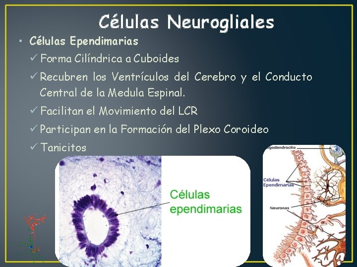 Células Neurogliales • Células Ependimarias ü Forma Cilíndrica a Cuboides ü Recubren los Ventrículos