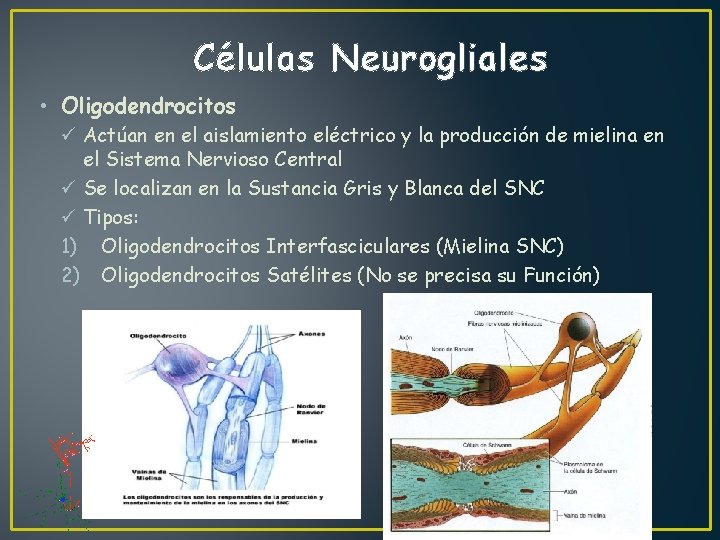 Células Neurogliales • Oligodendrocitos ü Actúan en el aislamiento eléctrico y la producción de