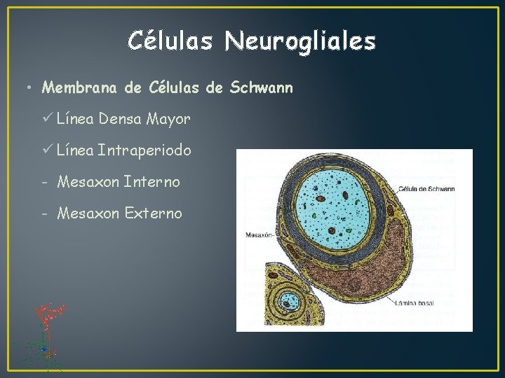 Células Neurogliales • Membrana de Células de Schwann ü Línea Densa Mayor ü Línea